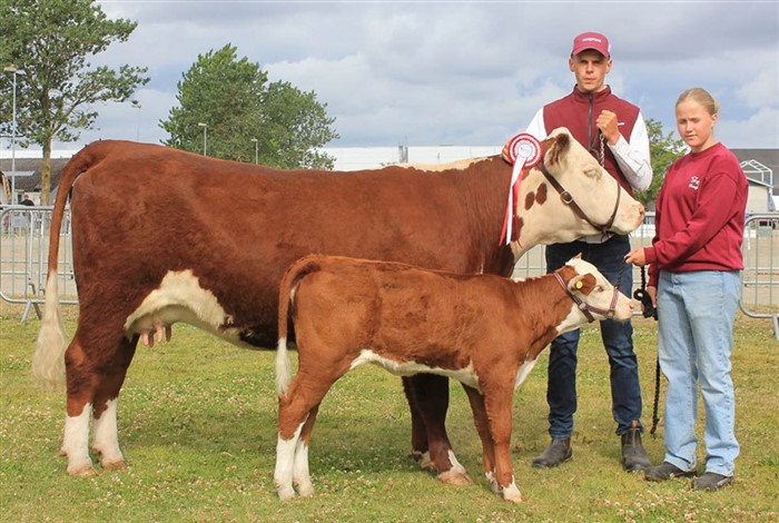Koen Rosenkær Ulrikka, der var udstillet af Kasper Vandel Staal, Bjerre Hereford,  tildelt ærespræmie på Landsskuet 2025