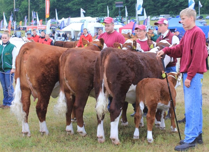 Besætningsgruppen fra Dalvang Hereford. Nr. 2 i Interbreed konkurrencen for besætningsgrupper. Ærespræmie.