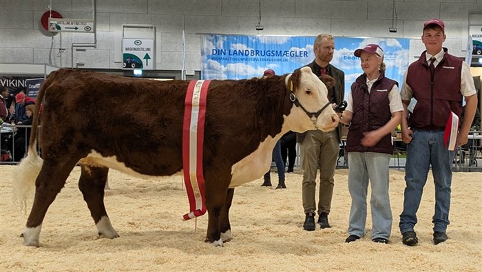 Rosenkær Ulrieke, Bedste Hereford Hundyr, Kimbrerskuet 2025