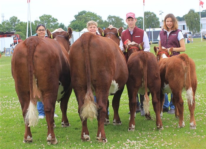 Bedste Par Horsens Dyrskue 2025, Rosenkær Polled Hereford