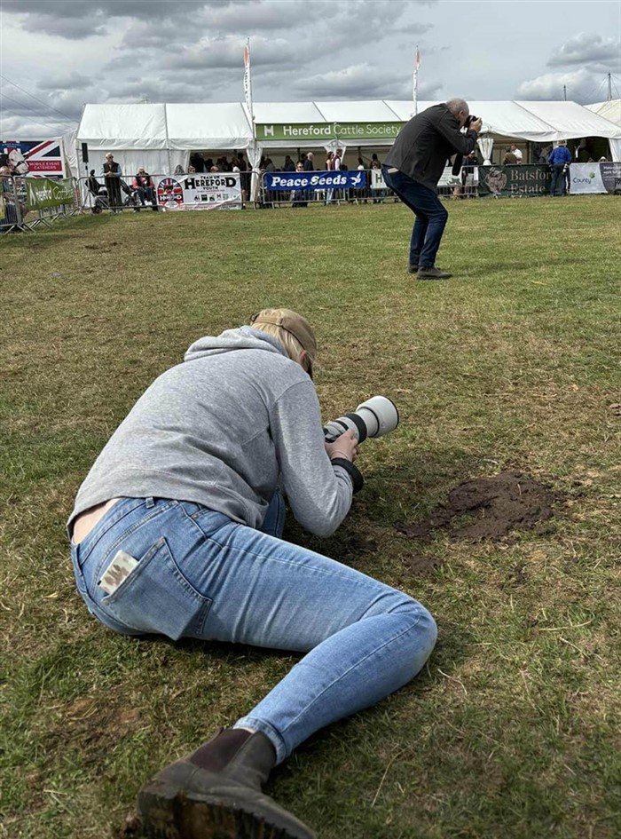 To fotografer på arbejde på National Poll Hereford Show med at tage billeder af vinderdyr, Bent og den engelske Herefordforenings fotograf