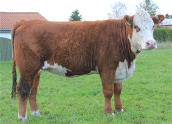 Lodsholm Stylish 2