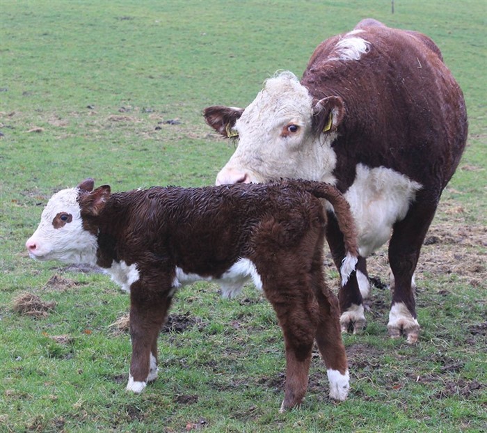 Rosenkær Plum 481P med Rosenkær Miss Australia