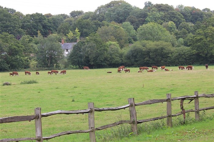Cato Polled Herefords