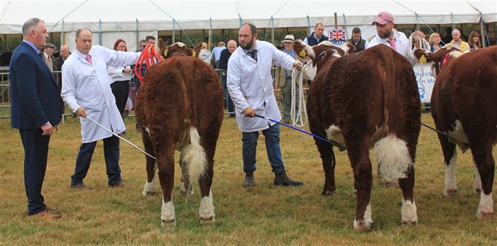 Der var hård kamp om førstepladsen i kvieholdet, født 1. september - 31. december 2022, der var den største klasse på National Poll Hereford Show med 16 kvier.