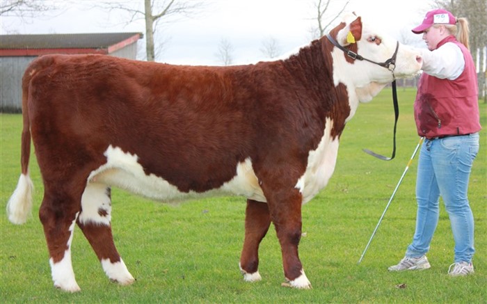 Rosenkær Forever Young - mormors mor til Rosenkær Miss Australia