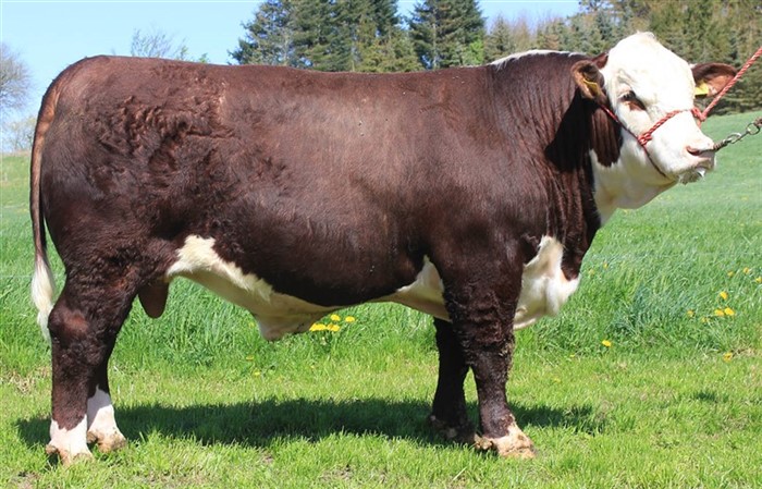 Rosenkær Superspice er én af fire lovende tyre med særdeles gode kvaliteter i Rosenkær besætningen, der er til salg