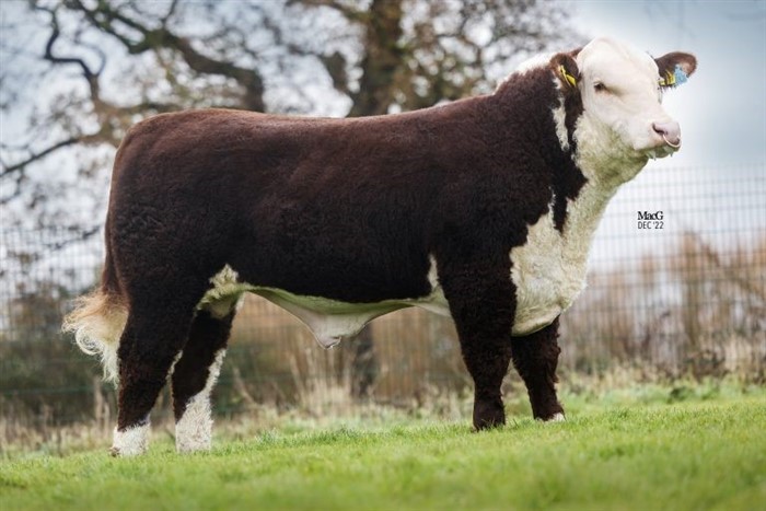 Gouldingpoll 1 Duncan ET - far til Rosenkær Angel 578