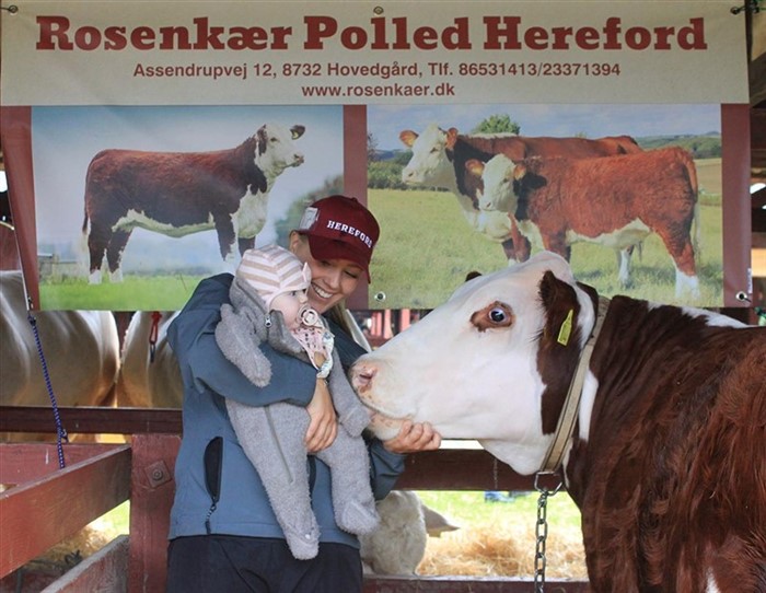 Barnebarnet, Matilde, var på besøg på Horsens Dyrskue, hvor Pernille fortalte hende om glæden ved at udstille og trække dyr på dyrskuer.