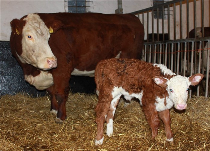 Rosenkær Rose 499 med sin kviekalv, Rosenkær Angel 578, efter Gouldingpoll 1 Duncan ET