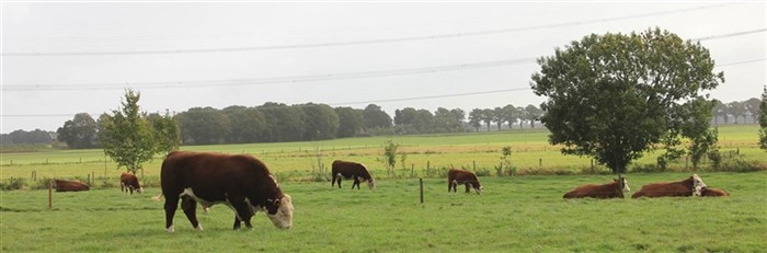 Horstinge Polled Hereford