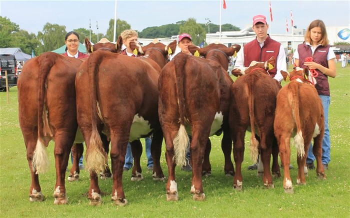 Bedste Besætningsgruppe Horsens Dyrskue 2025, Rosenkær Polled Hereford. Tildelt topkarakter 24 point.