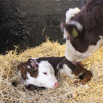 Rosenkær Top Hit er mor til Rosenkær 577A
Rosamond, som er hendes anden kalv