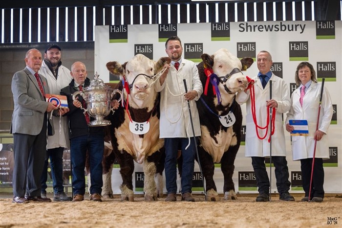 Grand Champion Rempstone 1 Alpha N688 og Reserve Grand Champion Panmure 1 Admiral, The Hereford Cattle Society´s autumn show and sale 2014