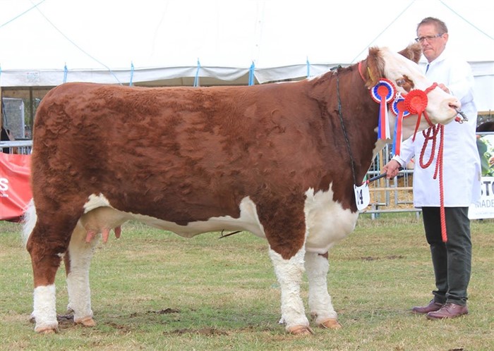 Pulham 1 Starlet 11th, f. 11.09.2021, Supreme Champion og Grand Champion Hundyr Nation Poll Hereford Show 2025. Udstillet af Coley Herefords og RM Herefords