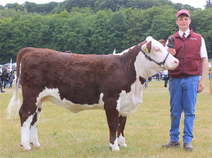 Rosenkær  Weltlady. Vinder af kvieholdet 12-15 måneder. Ærespræmie. Udstillet af Dalvang Hereford.