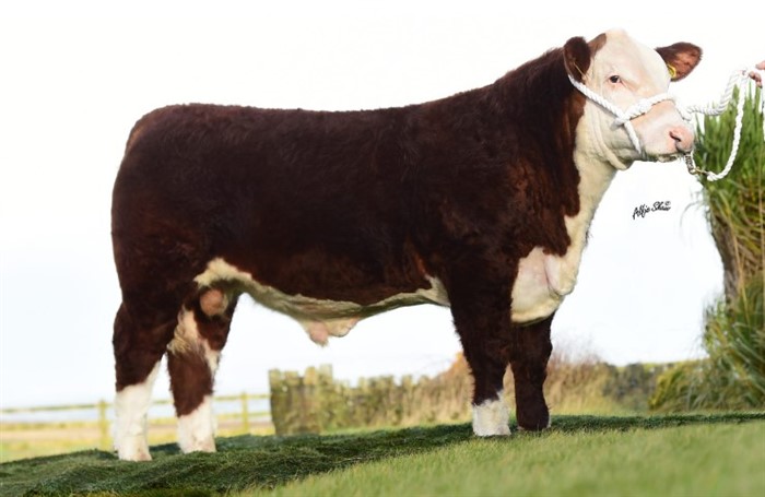 Gouldingpoll 1 Gold Spice - morfar til Rosenkær Angel 578