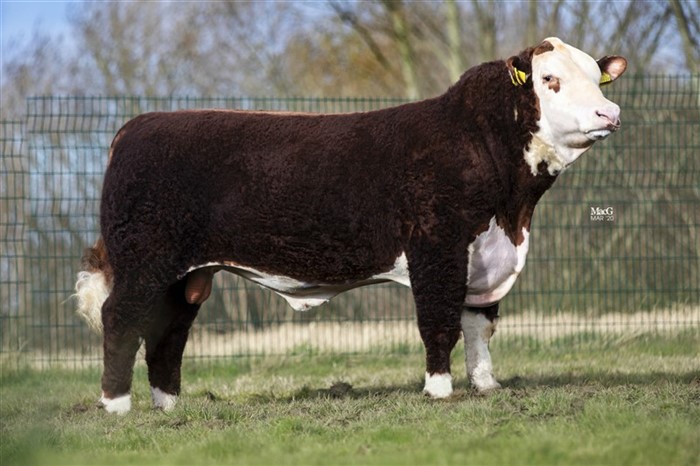 Gouldingpoll 1 Stockman - far til Rosenkær Ace 571