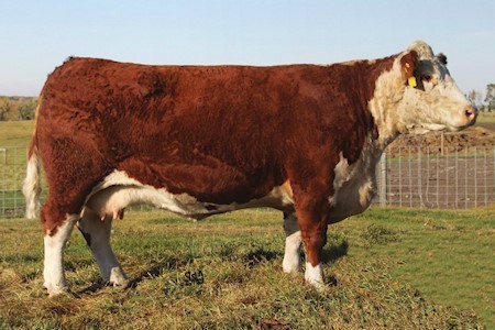 NCX Miss JR Nellie 528N - farfars mor til Lodsholm Stylish 2