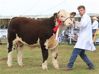 Midford 1 Crackerjack, Junior Champion og Reserve Grand Champion
