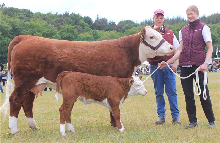 Rosenkær Olympea 2U. Bedste Hereford Ko. Ærespræmie. Udstillet af Dalvang Hereford