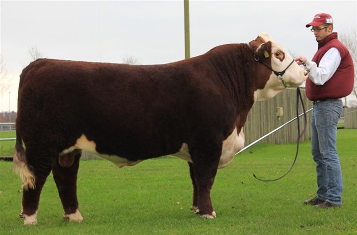 Moeskær Pacman 1417 ET - mormors far til Rosenkær Miss Australia