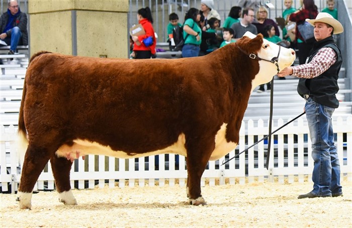 JDH MS 20R Vitor 33Z 55D - farmor til Rosenkær Advance 570