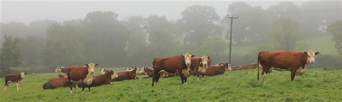 Let morgentåge, grønne græsmarker, bakker, store træer, Hereford køer med kalve - England, når det er flottest. Thornby Hereford