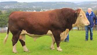 Cleland 1 Regal, Royal Wlsh Supreme Champion 2024