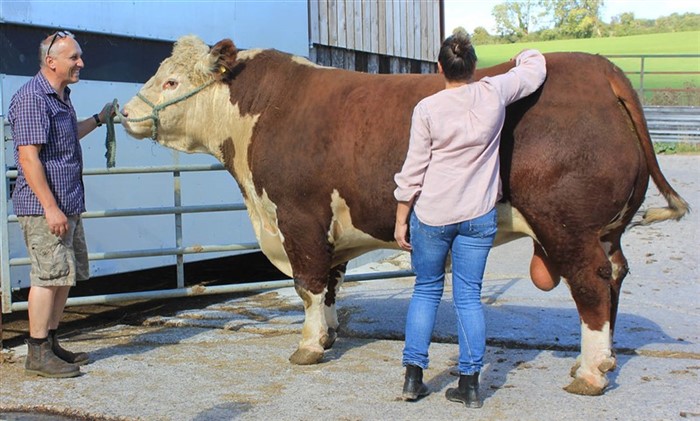 8-årig avlstyr hos Lanscombe Herefords