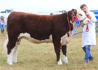 Midford 1 Elke 1st, Junior og Reserve Grand Champion