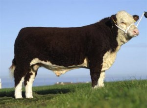 I 2013-2014 forventes 9 kalve efter den irske toptyr Gouildpoll 1 Superduty ET, der er efter Remitall Super Duty 42S og Romany 1 Lucy A84 F26 med Baybridge 1 Atlas som morfar