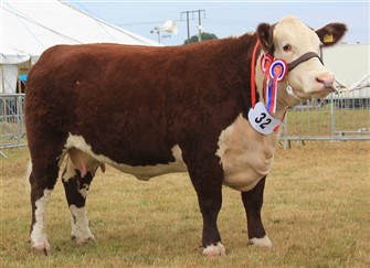 Spartan 1 Victorias Secret, Ko Champion,
Grand Champion, Reserve Supreme 
Champion og Interbreed-vinder Bedste Par