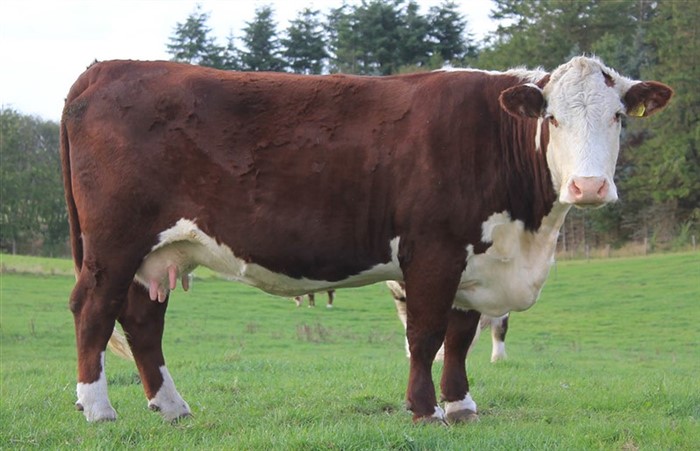 Rosenkær Philippa - mor til Rosenkær Vanessa