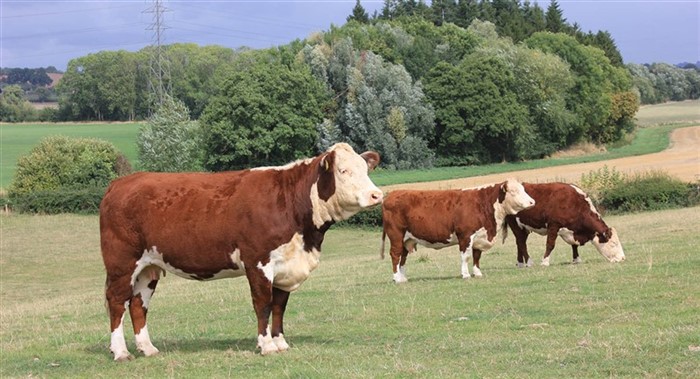 England var tørkeramt, og der var ikke meget græs til Hereford køerne på Free Town, hvor køerne på billedet skulle kælve i løbet af den næste måned. På trods af græsmanglen var køerne i god form.