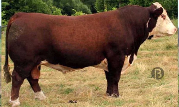 Square D Tortuga 953T - mormors far til Rosenkær Advance 570