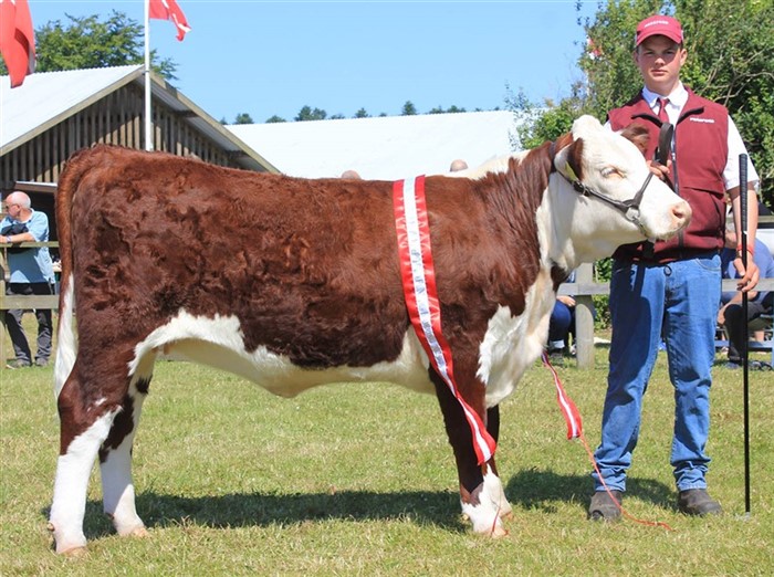 Rosenkær Weltlady, Bedste Hereford Hundyr på Hjørring Dyrskue 2025