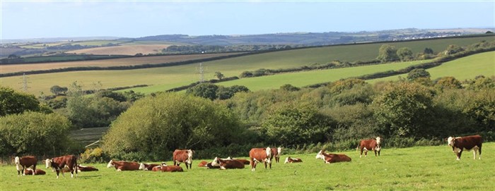 Flot landsskab med Hereford hos allwood Herefords