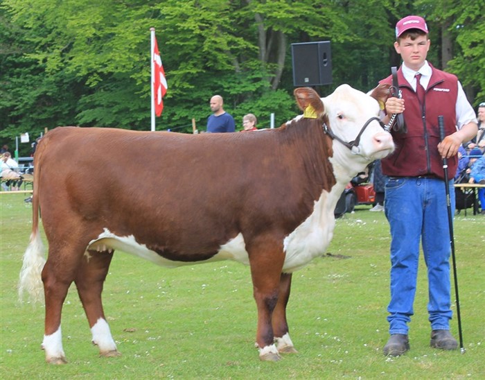 Kvien Rosenkær Ulrieke, Bedste Hereford Fjerritslev Dyrskue 2025