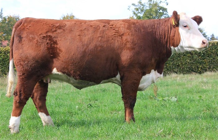 Rosenkær Rose 499 - mor til Rosenkær Angel 578