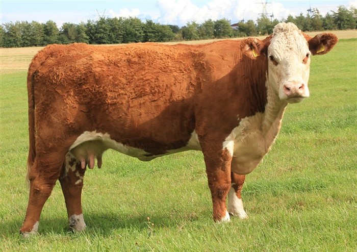 Nordbæk Tracy T310 - mor til Rosenkær Abelline