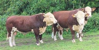 Ungtyre Fisher Herefords