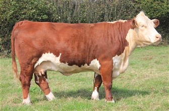 5 år gammel Solpoll ko hos Allwoods Herefords