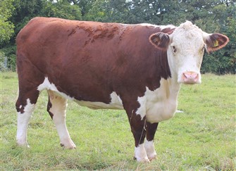 Ko Midford Herefords, Kinglee 1 Miss 639, Supreme Champion
Nation Poll Hereford Show 2021