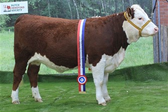 Hostinge Glenrose, f. 16.02.2024, Grand Champion Hundyr