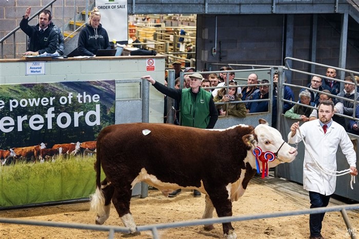 Rempstone 1 Alpha N688 i ringen på The Hereford Cattle Societys Autumn Show and Sale, hvor han sælges for historisk 18.000 gns