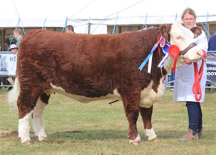 Coley 1 Keepsake 706, f. 17.09.2023, Vinder af kvieholdet 1. september til 31. december 2023 og tildelt THE PERNILLE PERPETUAL TROPHY, Reserve Grand Champion Hundyr og Intermediate Female Champion