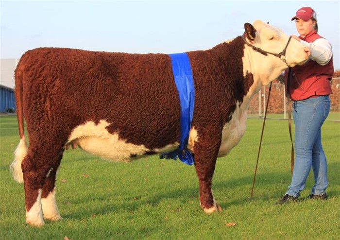 Pernille med Rosenkær Indiansummr på Kødkvægsskuet på Agromek 2014, hvor Rosenkær Indiansummer blev udpeget til Reserve Grand Champion og Reserve Junior Champion