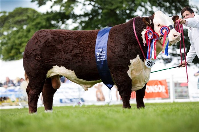 Normanton 1 Laertes - far til Rosenkær 577A Rosamond