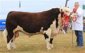 Kingsland 1 Wolf, Senior og Reserve Grand Champion 
og Interbreed-vinder Bedste Par